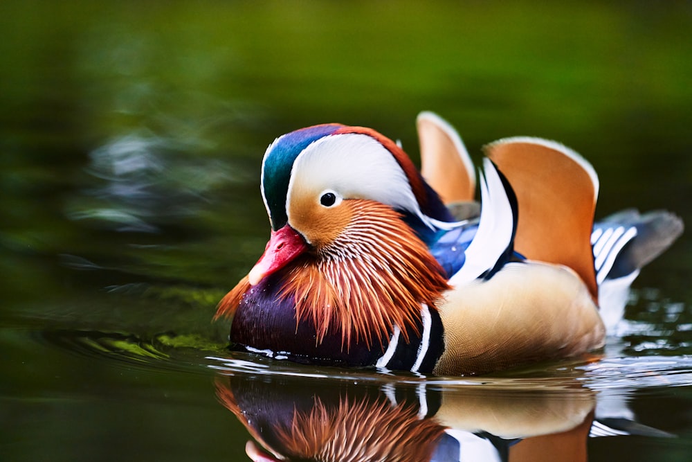 brown and blue duck on water