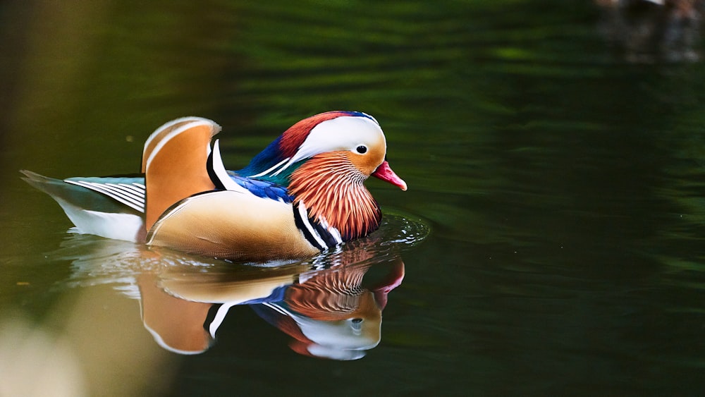 brown white and blue duck on water