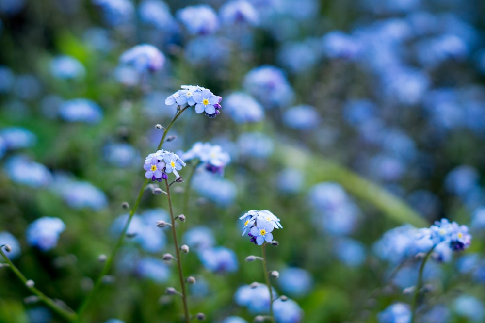 white flower in tilt shift lens