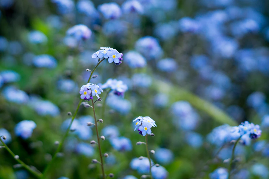 Zarte Gartenblüten im Grünen – Symbolbild zur Gartenschau