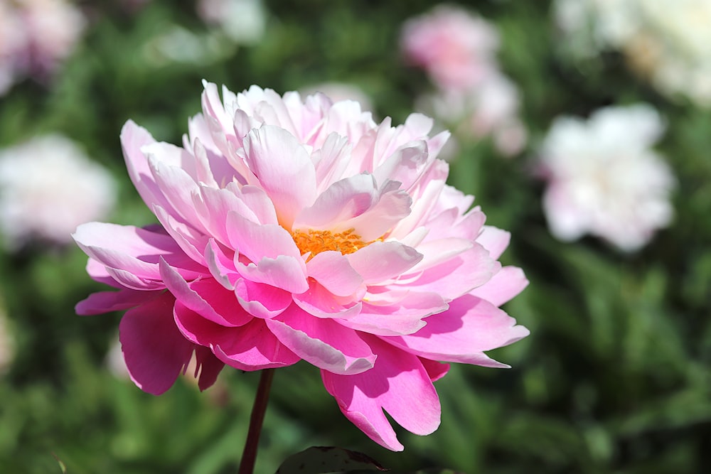 pink and white flower in tilt shift lens