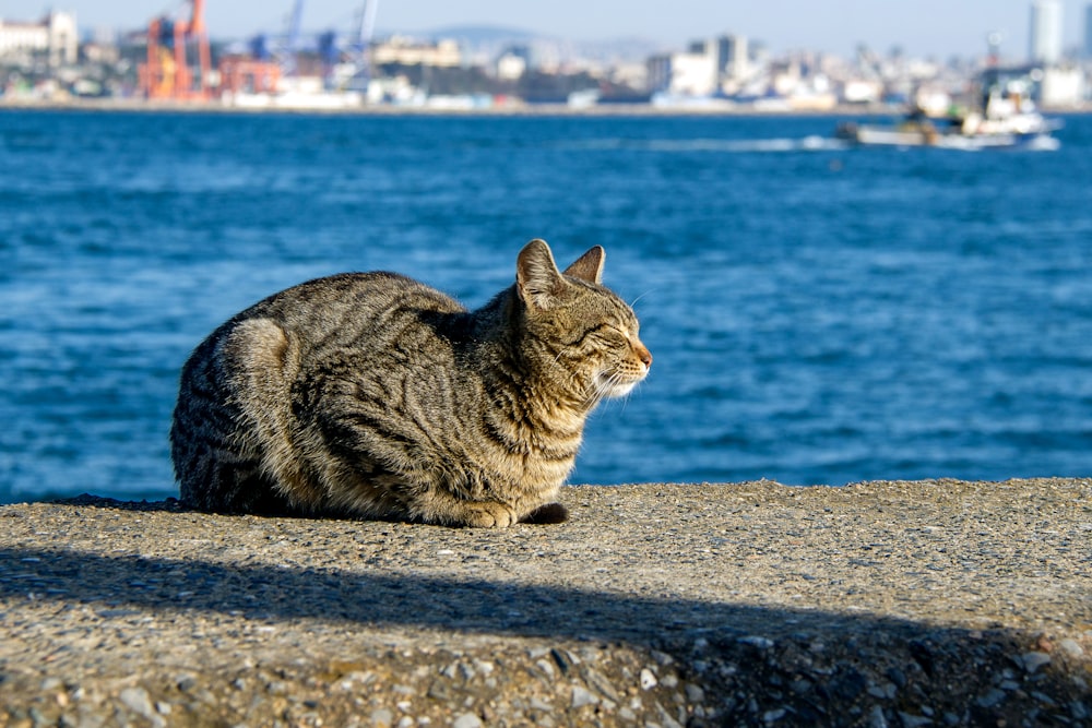 Gato atigrado marrón sentado en una superficie de concreto gris cerca del cuerpo de agua durante el día
