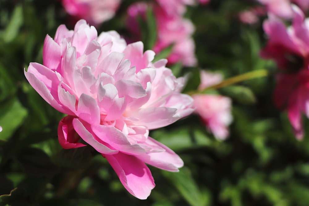 pink flower in tilt shift lens