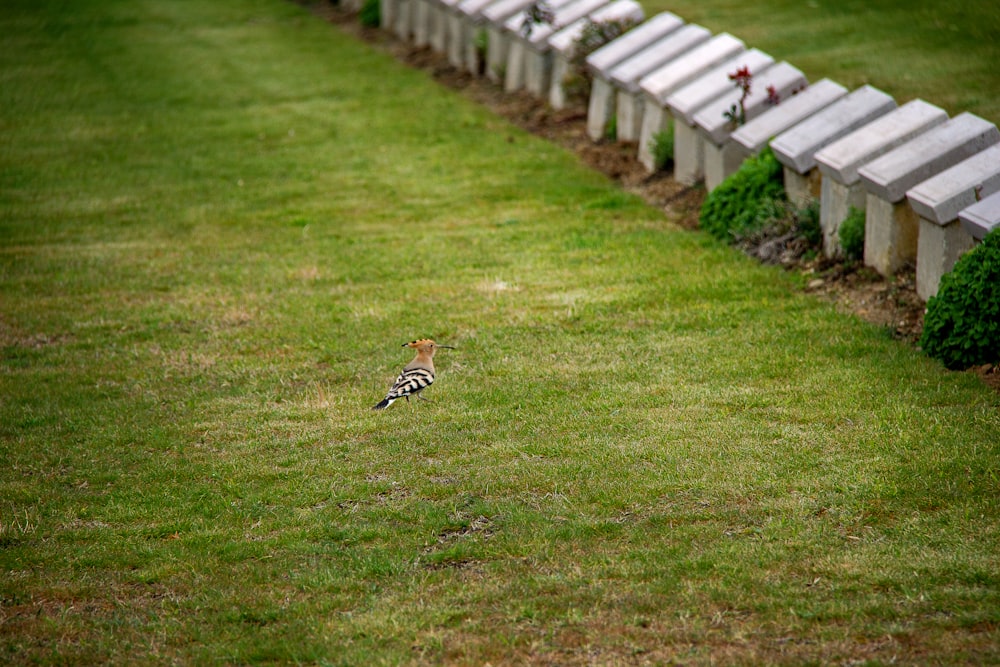 white and brown bird on green grass field during daytime