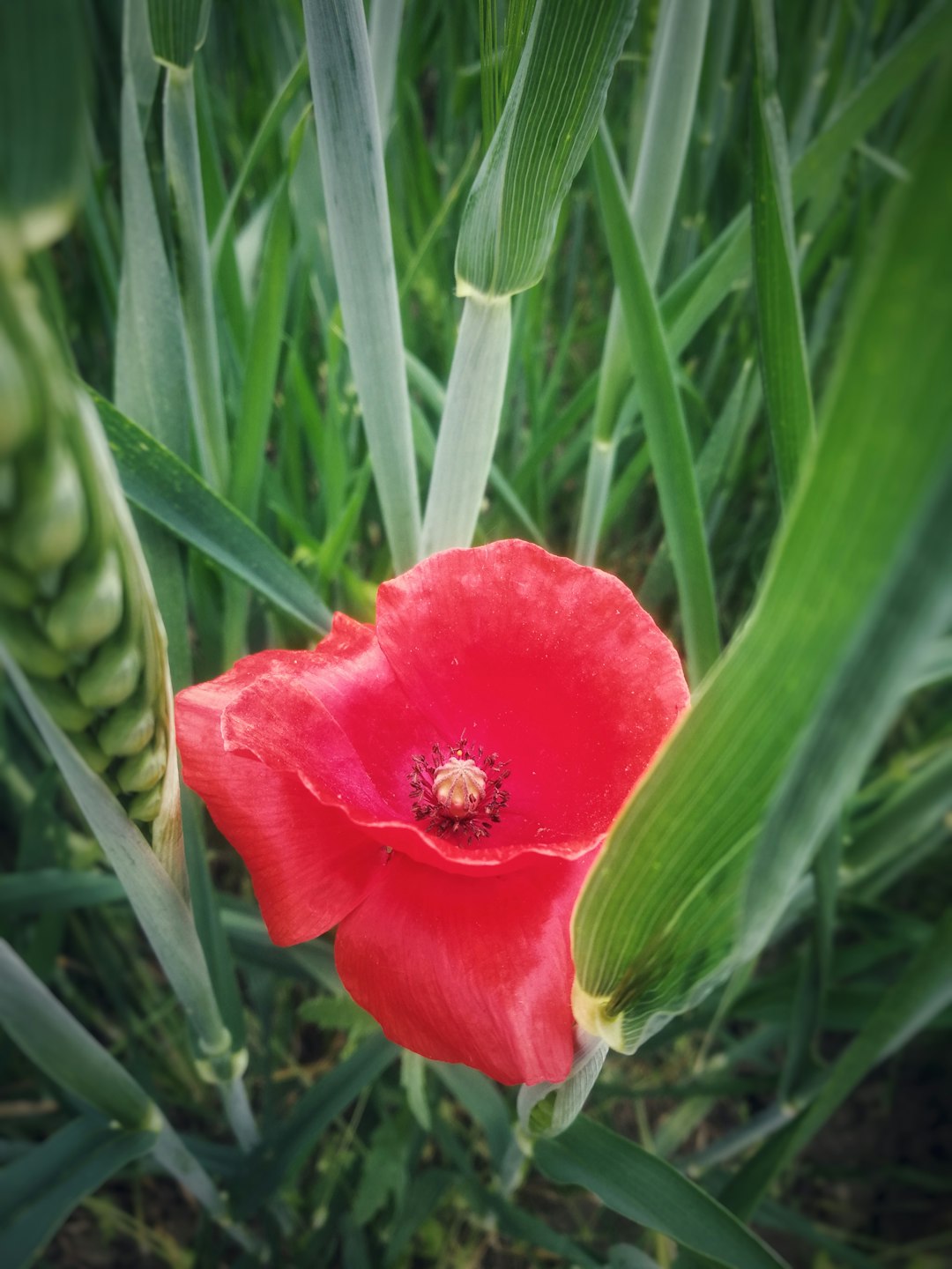 red flower on green grass