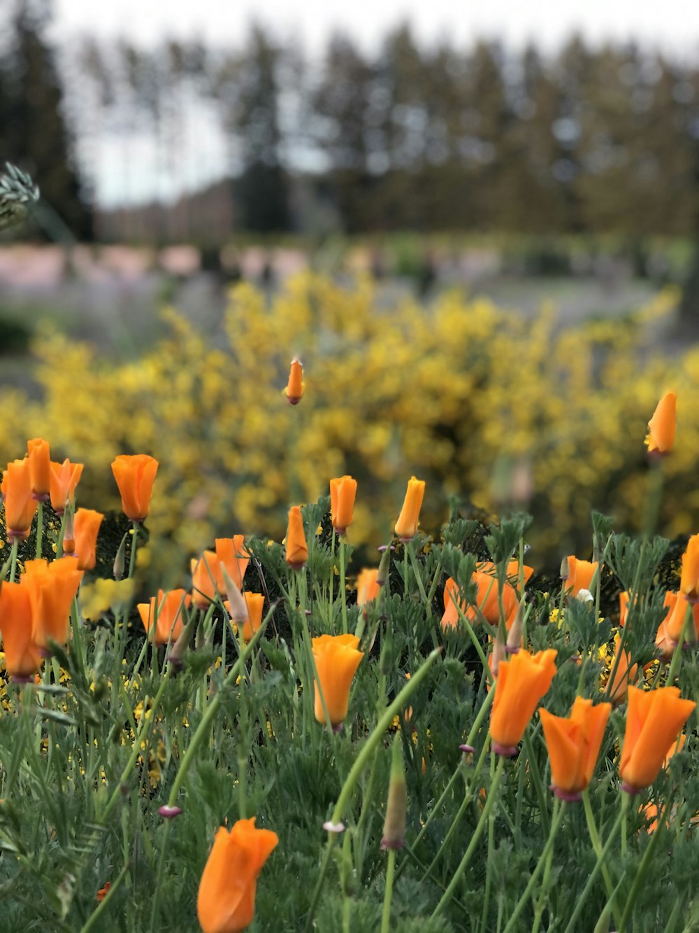 orange flowers on green grass field during daytime