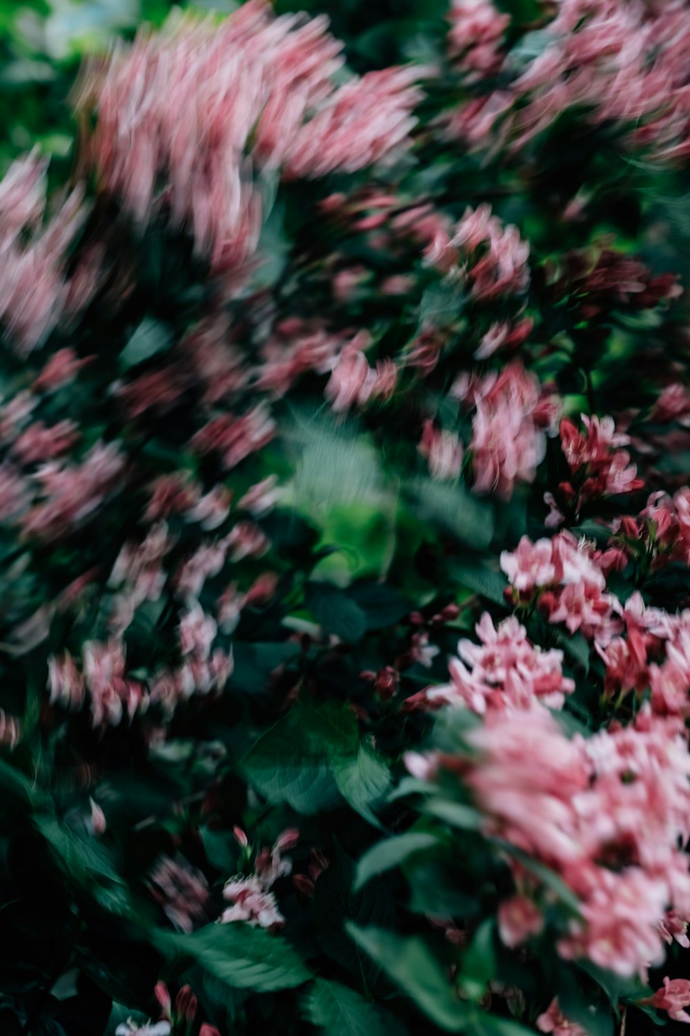 rosa Blüten mit grünen Blättern