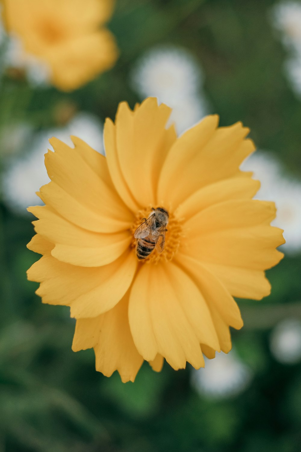 yellow and black bee on yellow flower