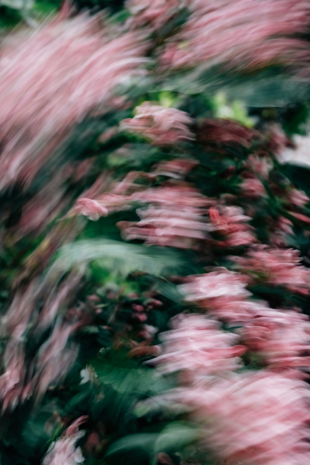 pink and green plant during daytime