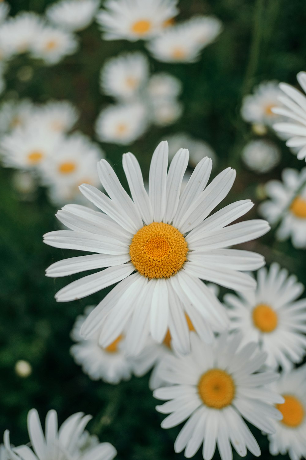 white daisy flowers in bloom during daytime