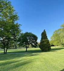 green grass field with trees under blue sky during daytime