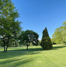 green grass field with trees under blue sky during daytime