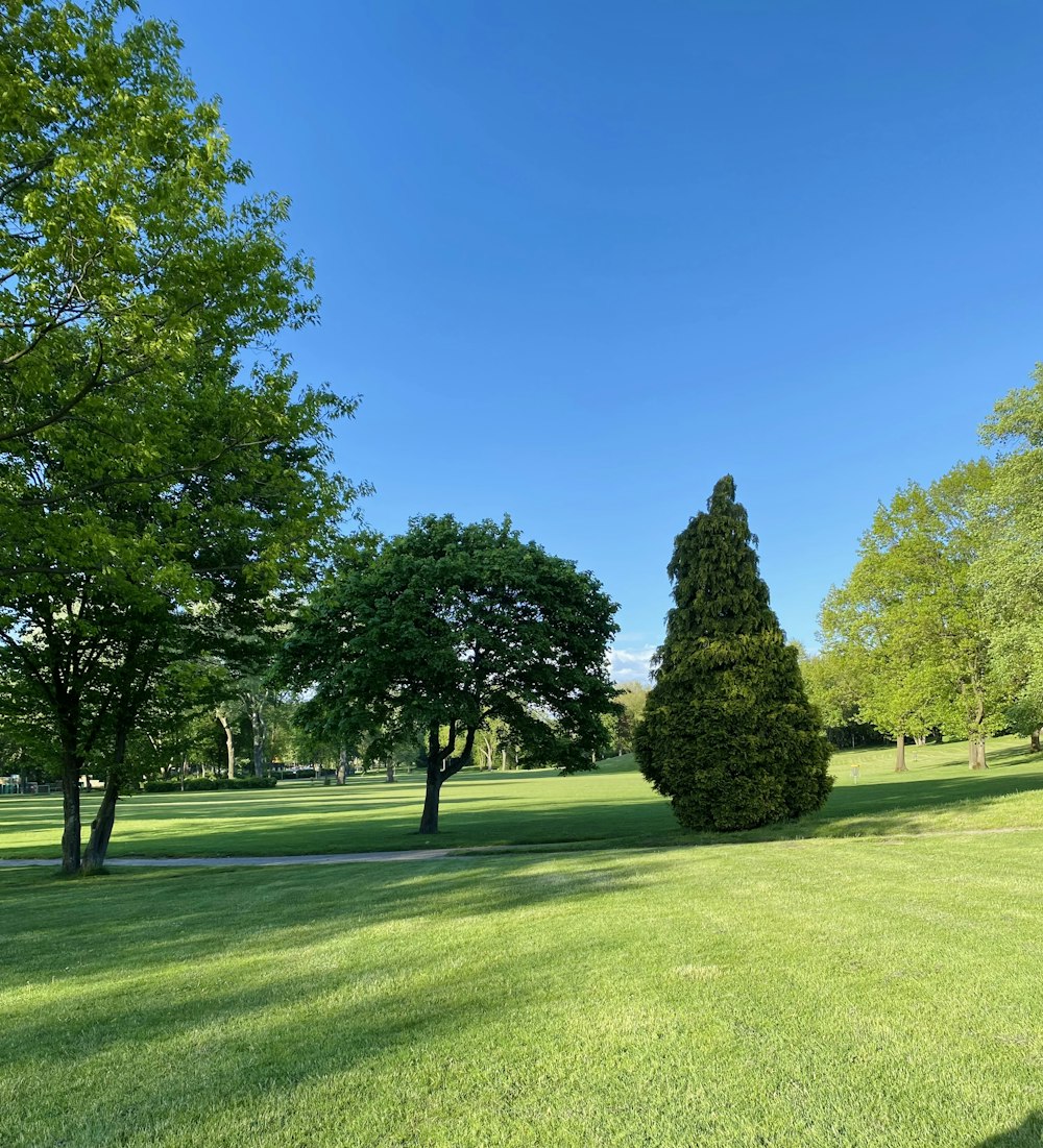 green grass field with trees under blue sky during daytime