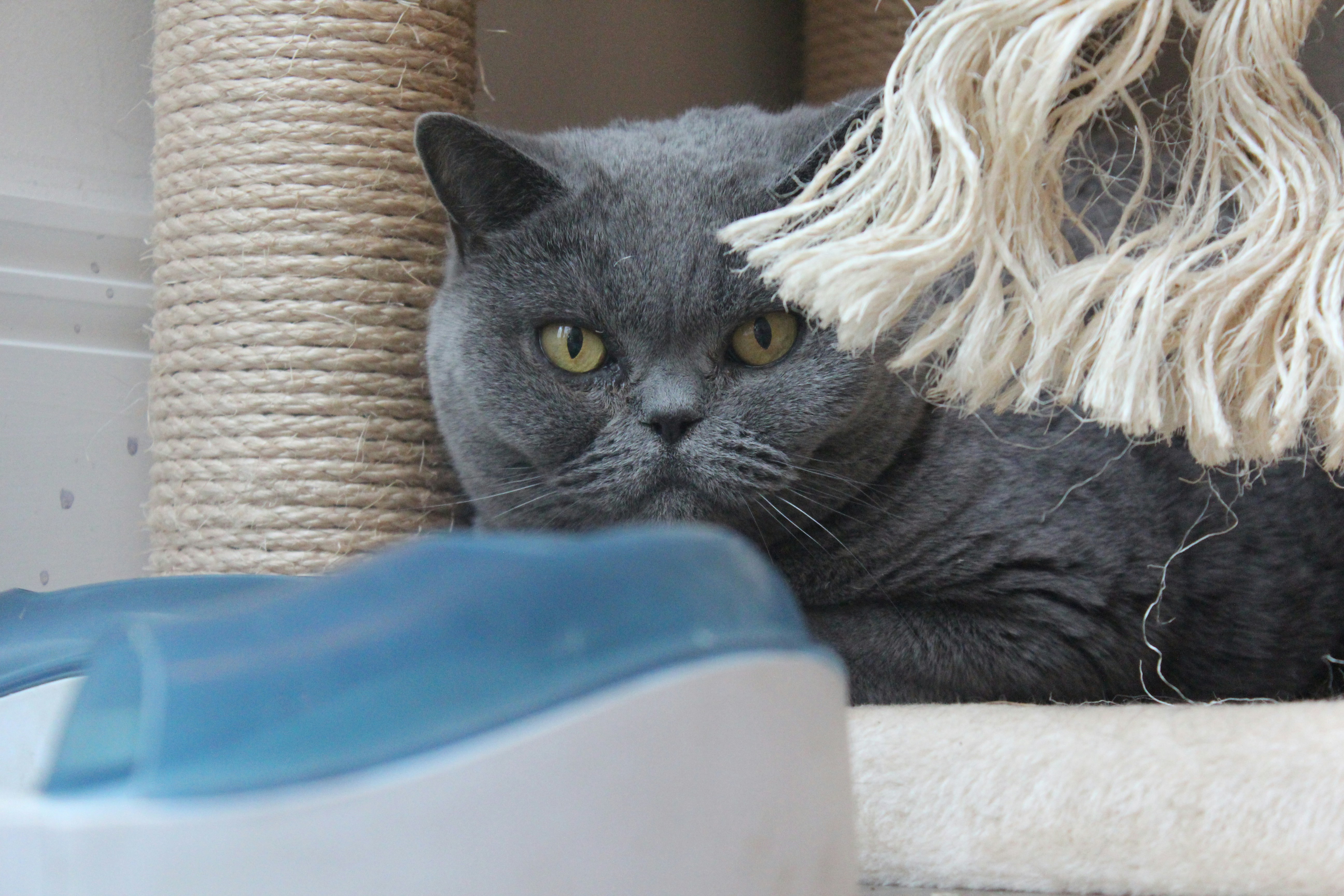 Nail Grinder and Clipper for Cats Complete Guide