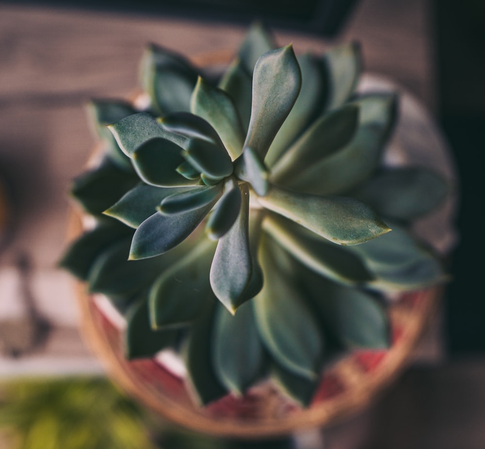 Plante succulente verte en pot brun