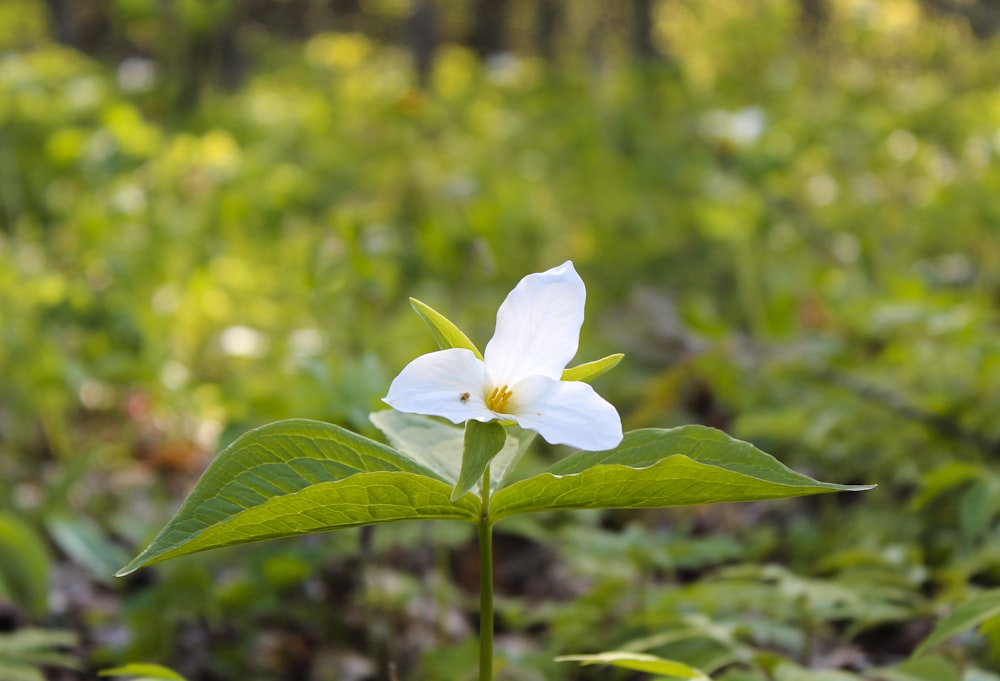 white flower in tilt shift lens