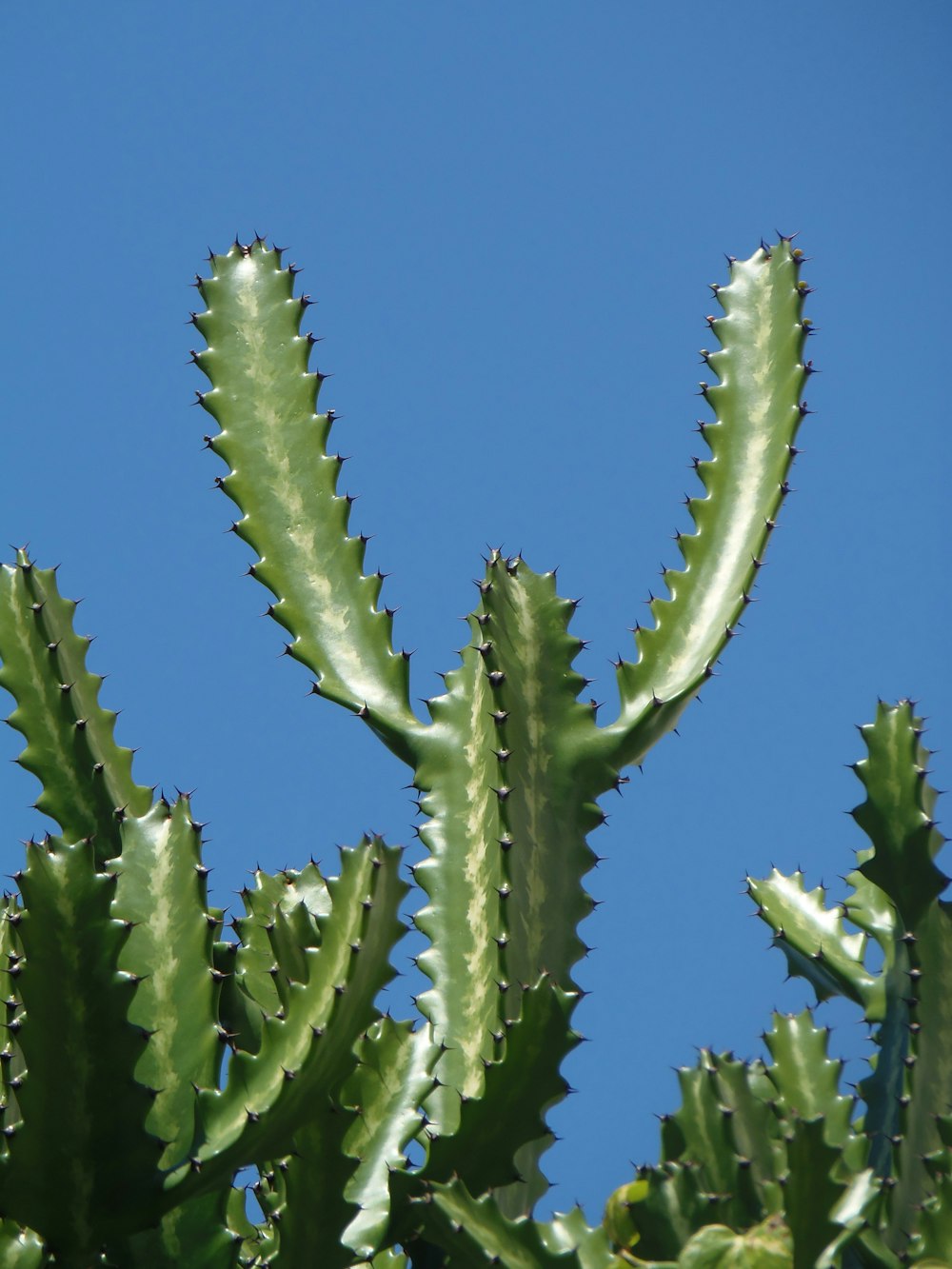 green cactus plant in close up photography