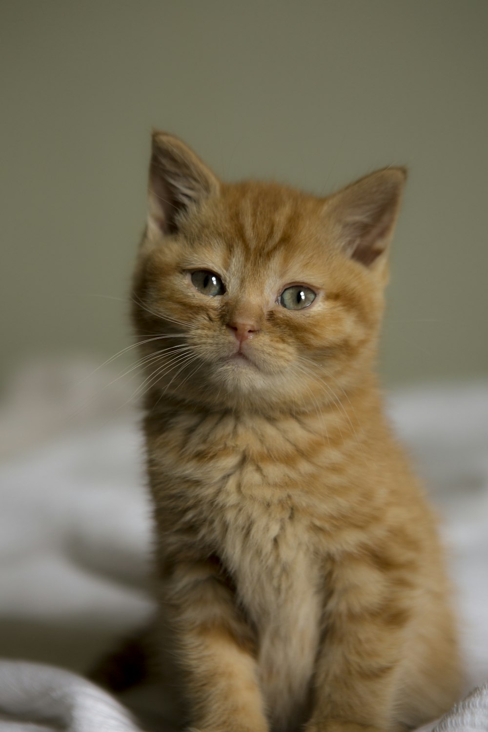 orange Tabby Cat auf weißem Textil