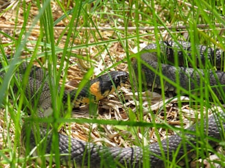 A snake with dark scales and a distinctive yellow and orange pattern on its neck is slithering through tall green grass. The snake is partially hidden among the grass blades and dried leaves on the ground, creating a natural camouflage.