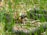 A snake with dark scales and a distinctive yellow and orange pattern on its neck is slithering through tall green grass. The snake is partially hidden among the grass blades and dried leaves on the ground, creating a natural camouflage.