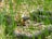 A snake with dark scales and a distinctive yellow and orange pattern on its neck is slithering through tall green grass. The snake is partially hidden among the grass blades and dried leaves on the ground, creating a natural camouflage.