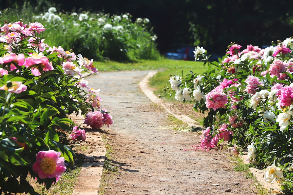 pink and white flower field during daytime