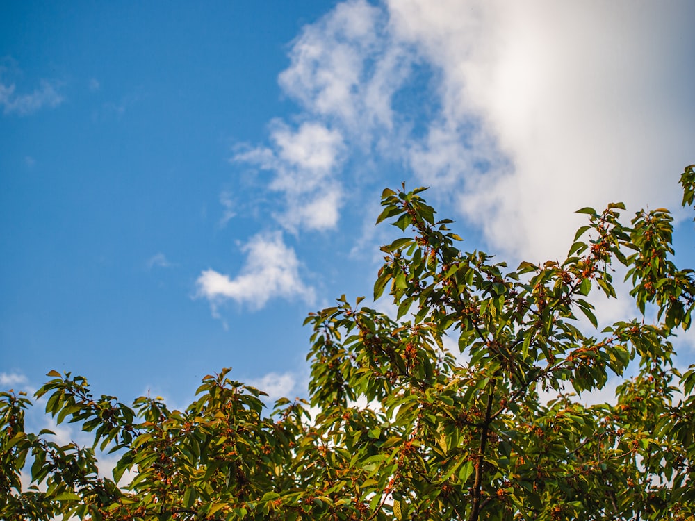 green leaves under blue sky during daytime