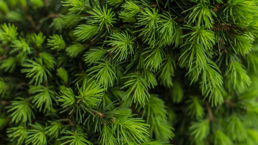 green fern plant in close up photography