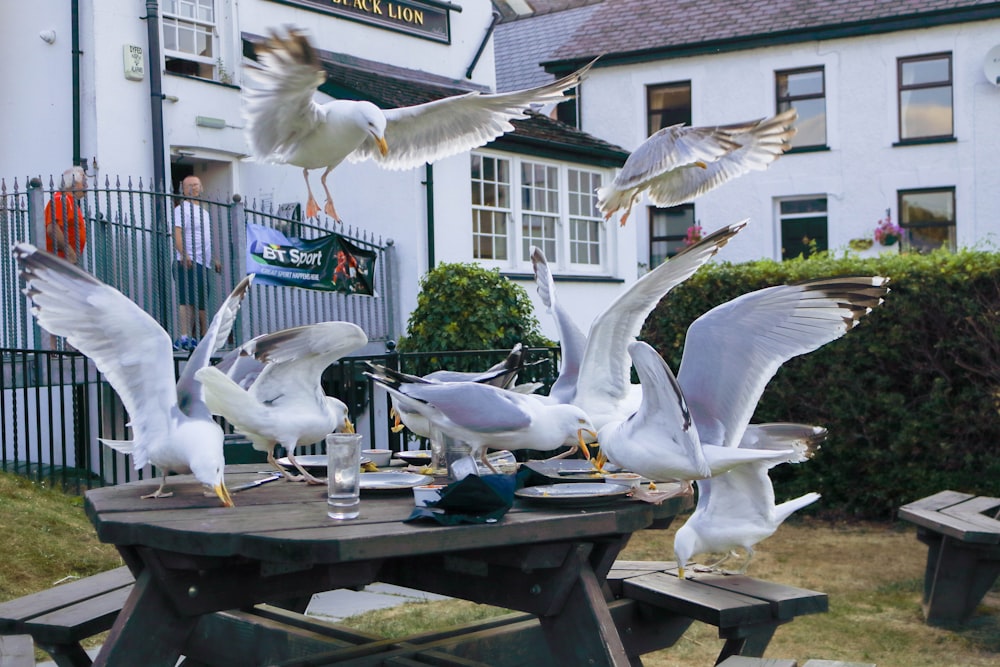 oiseaux blancs et gris sur table en bois brun