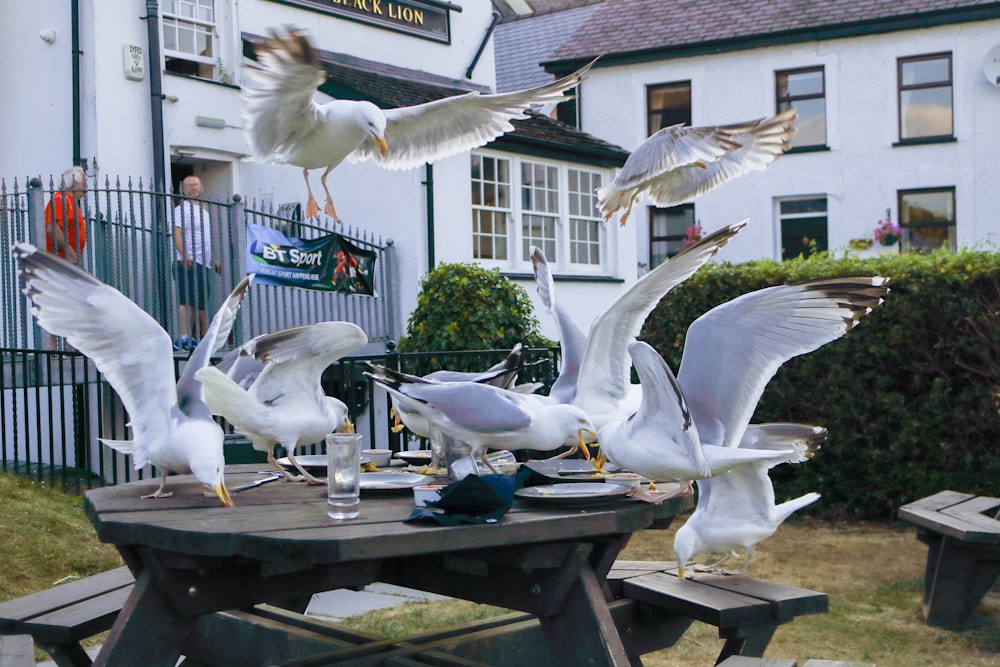 white and gray birds on brown wooden table