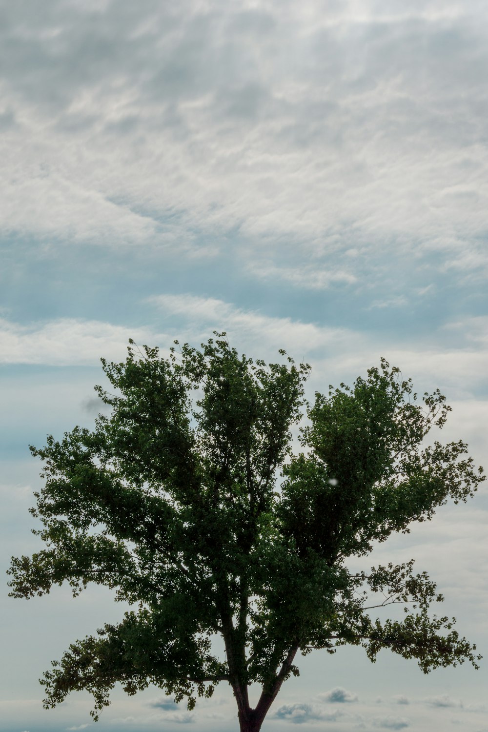 green tree under blue sky during daytime