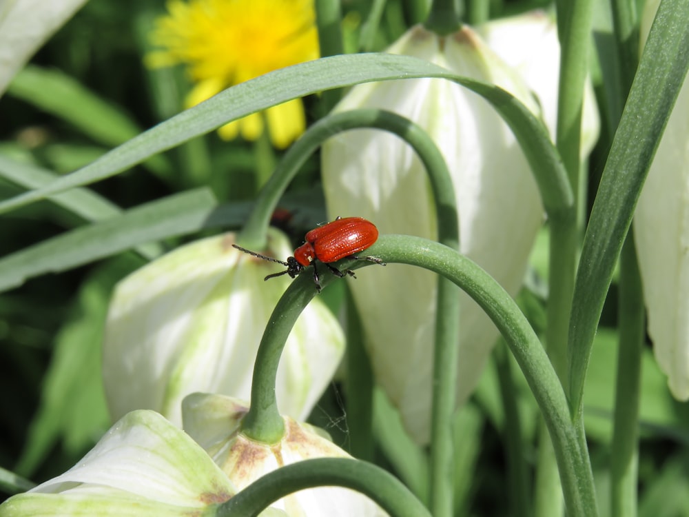 red seven spotted ladybird perched on yellow flower in close up photography during daytime