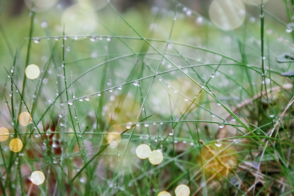 water droplets on green grass during daytime