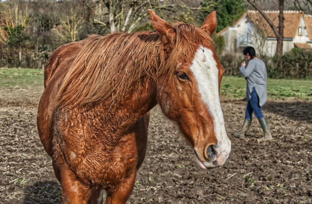 brown and white horse on green grass field during daytime