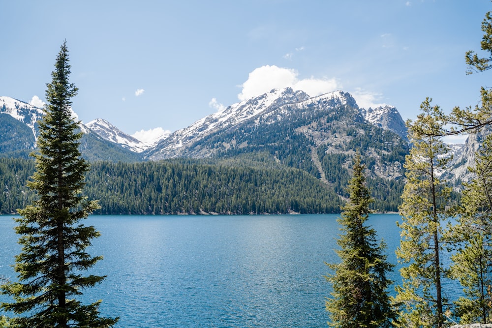 green trees near lake and mountain under blue sky during daytime