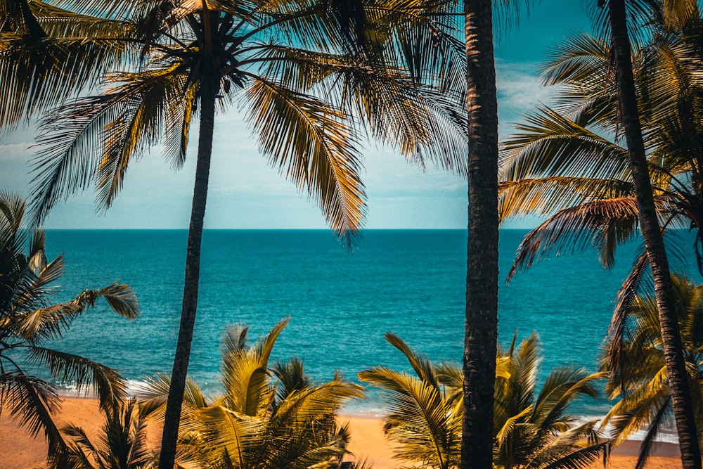 palm tree near body of water during daytime