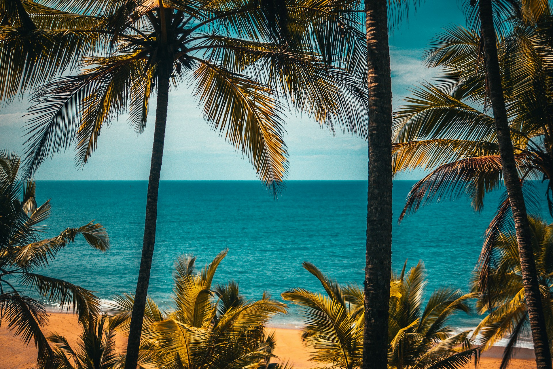 palm tree near body of water during daytime