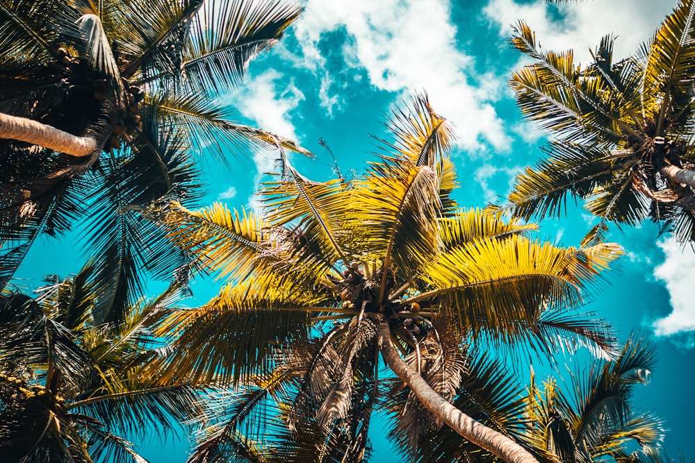 green palm tree under blue sky during daytime