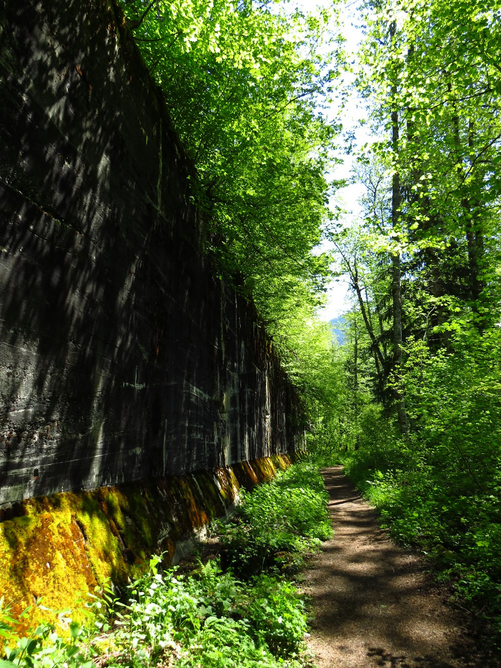 Árboles verdes en un camino de tierra marrón