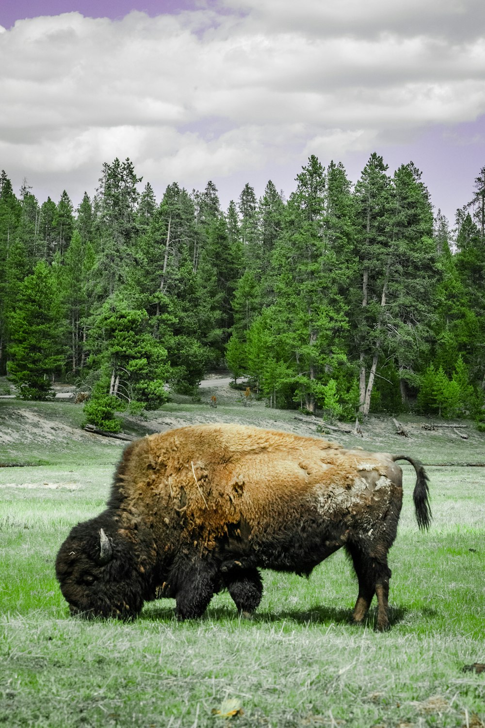 brown animal on green grass field near green trees during daytime