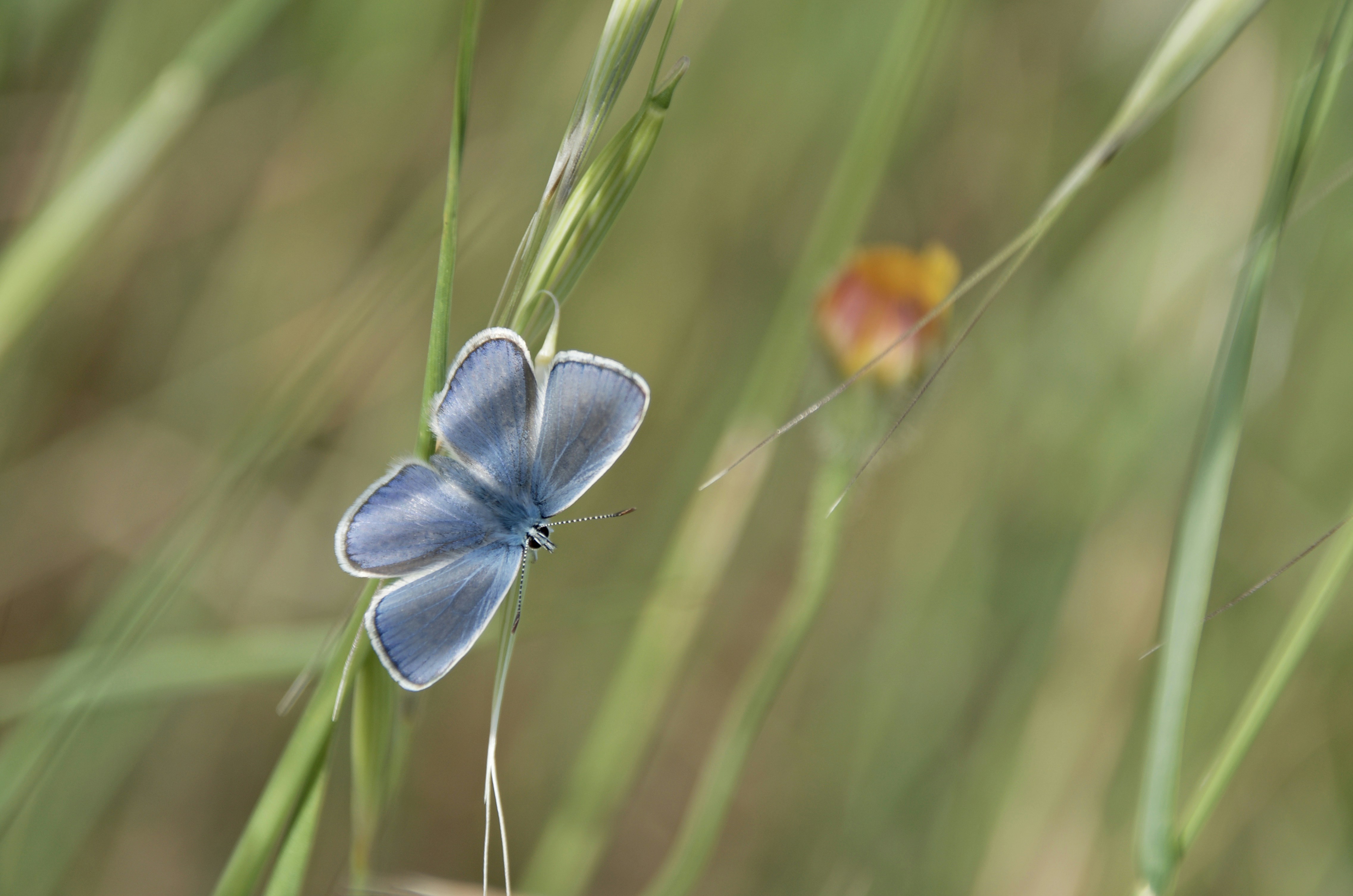 Windows 10 Activator plus product key free download is the best windows tool developed by team Daz in order to permanently activate your OS with Windows 10 pro product key for a lifetime. In extension to it�s easy to use and does not need the practice to