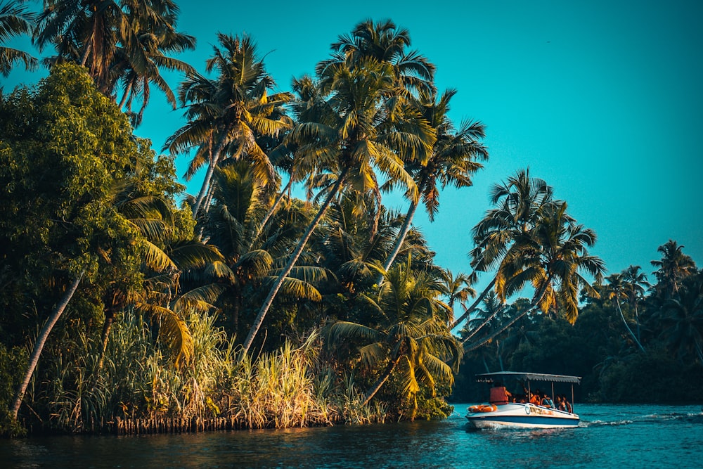 white and blue boat on body of water near palm trees during daytime
