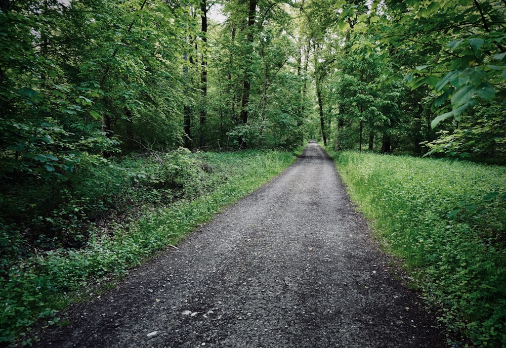 gray pathway between green trees during daytime