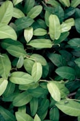 green leaves plant during daytime