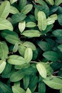 green leaves plant during daytime