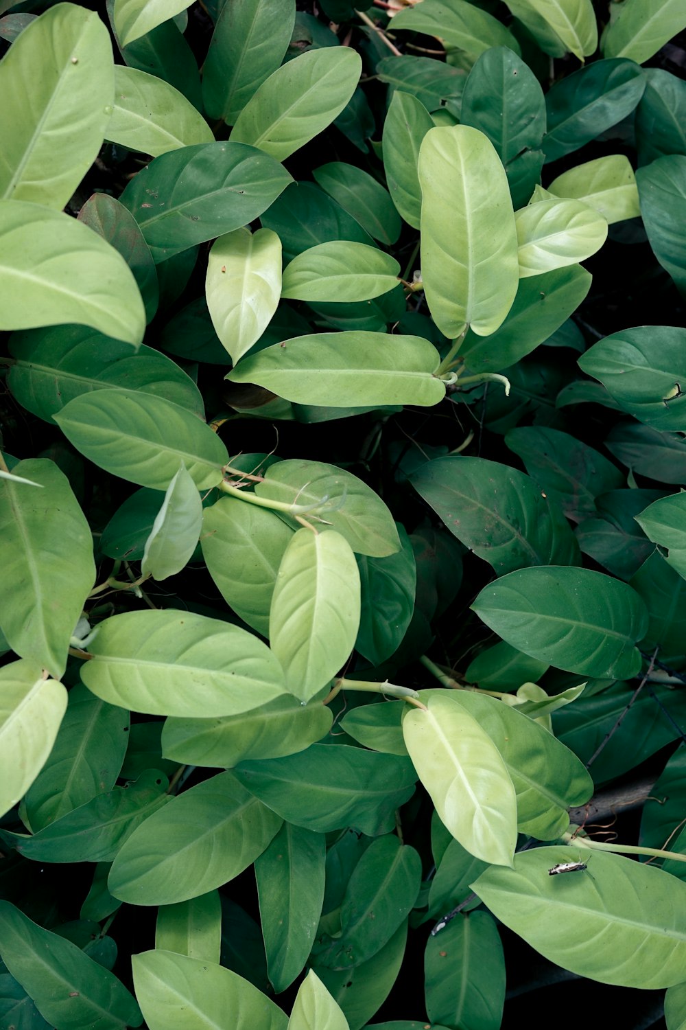 green leaves plant during daytime