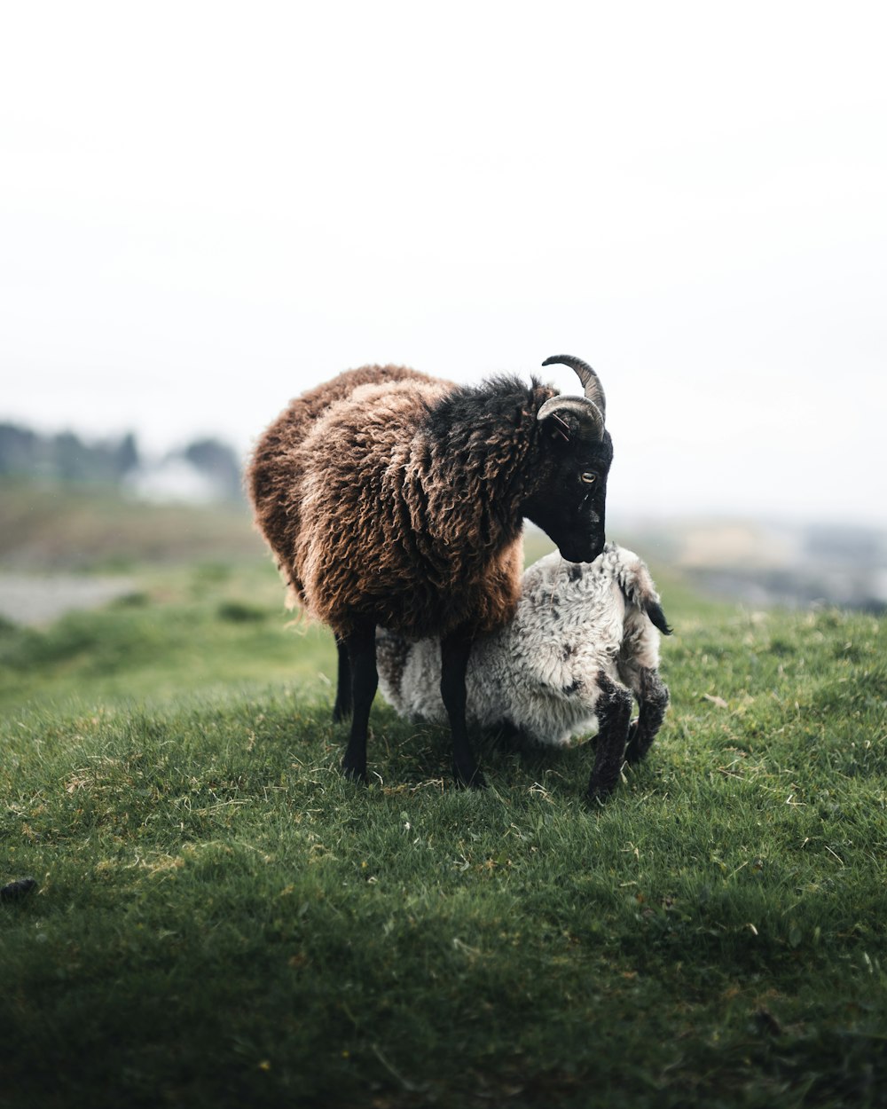 brown sheep on green grass field during daytime