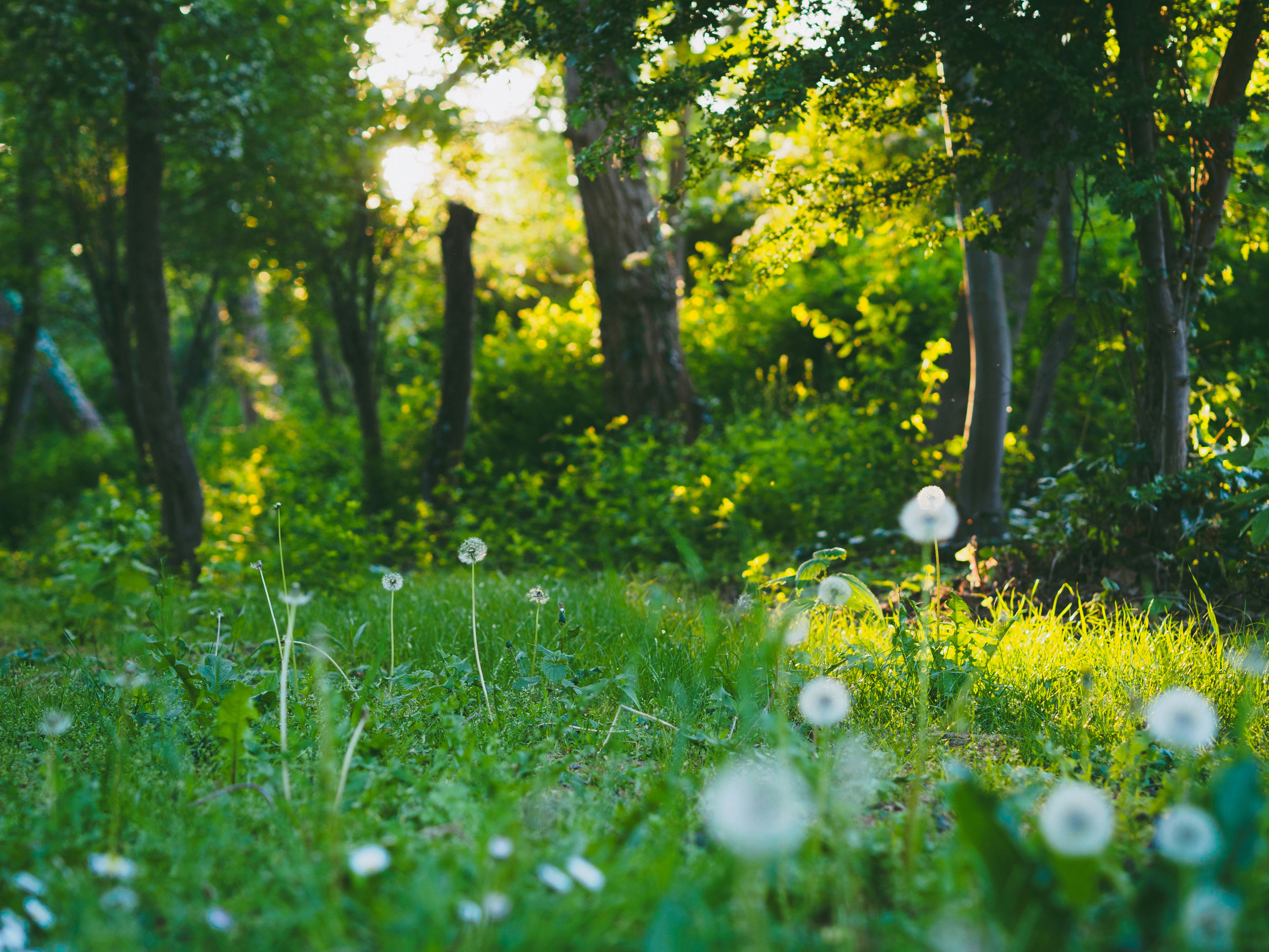 Photo by christiankrebel