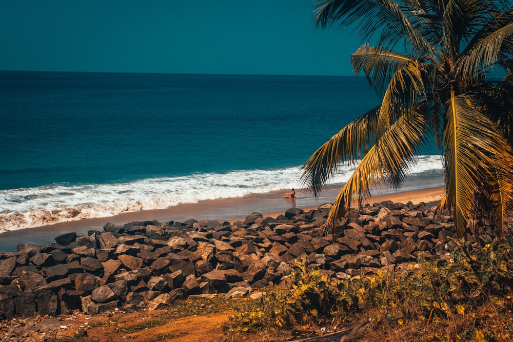 palma verde vicino alla riva del mare durante il giorno