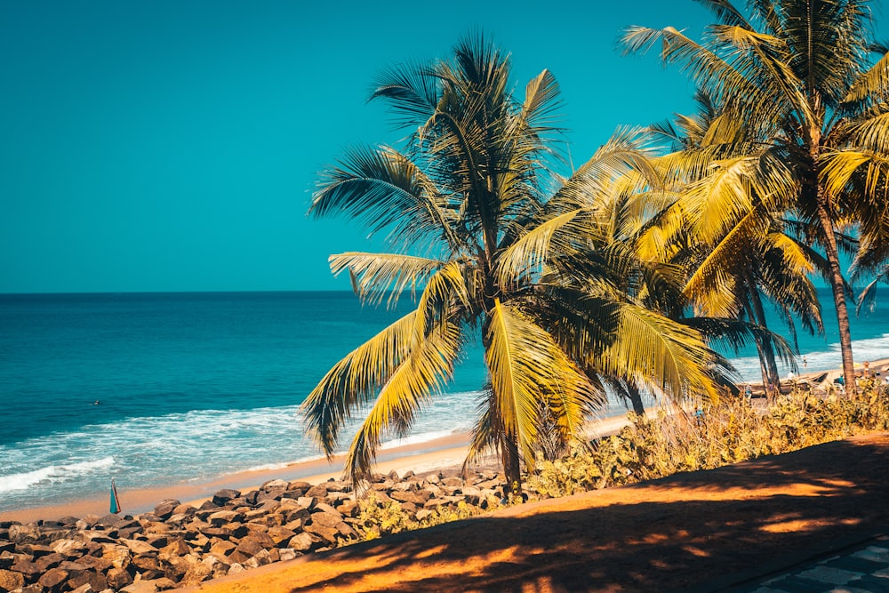 Palme am Strandufer tagsüber